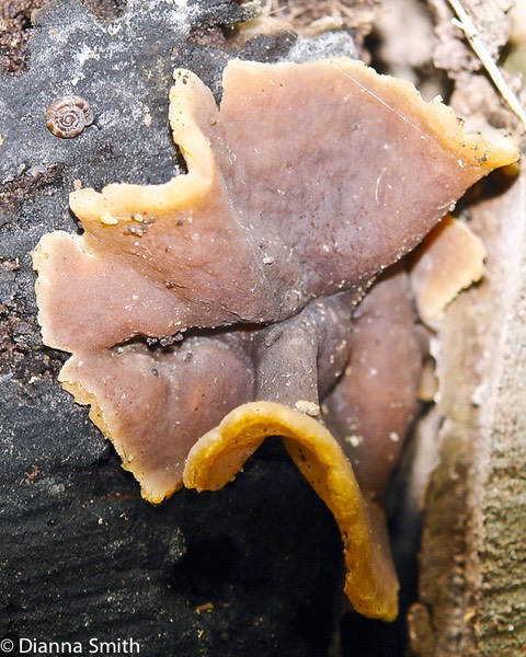 Peziza repanda07048