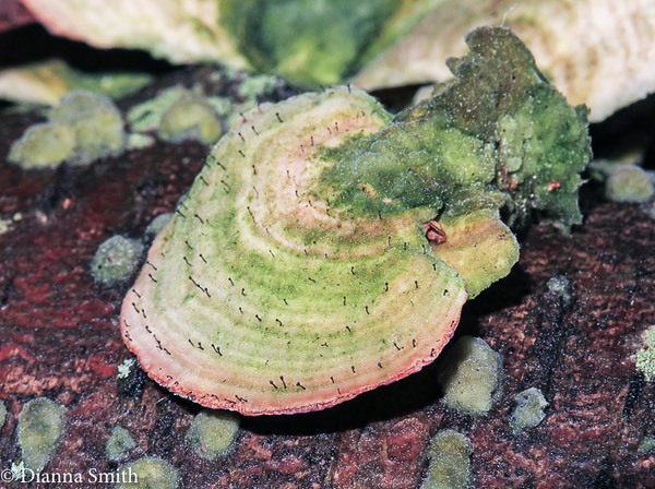 Phaeocalicium polyporeum on trichaptum biforme_0165