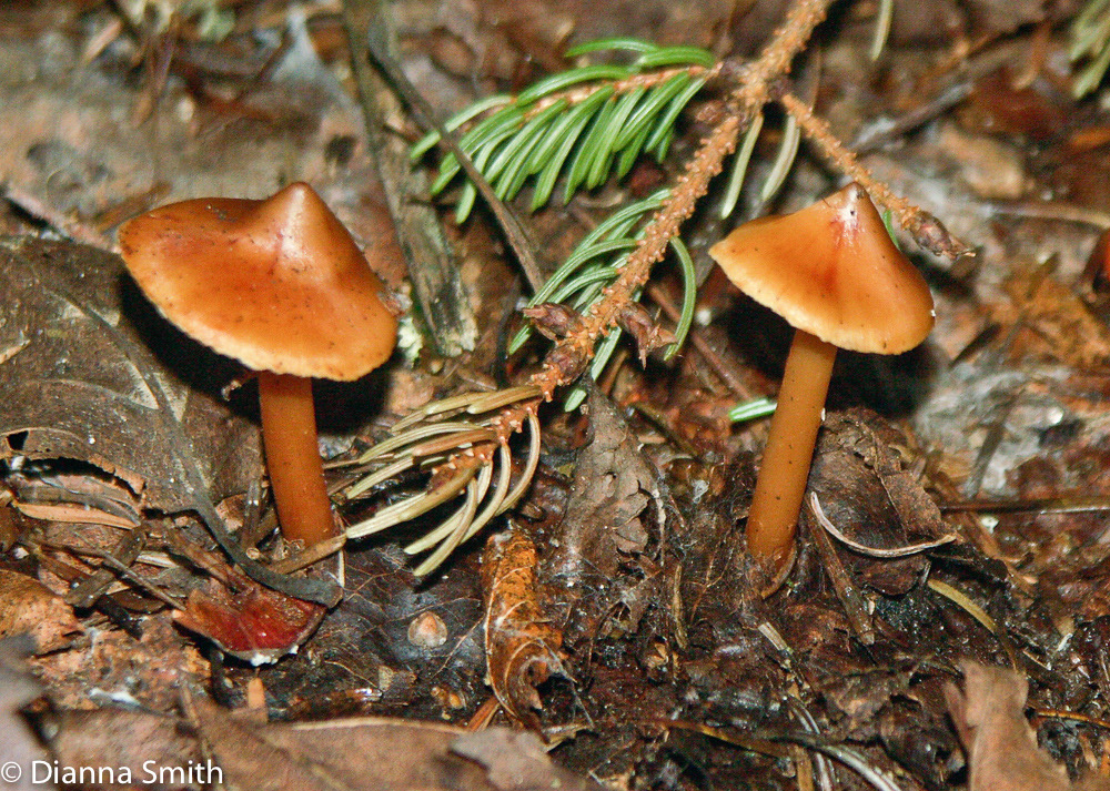 Phaeocollyia christinae mb6035