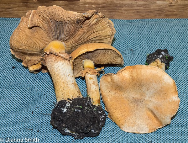 Phaeolepiota aurea1000905