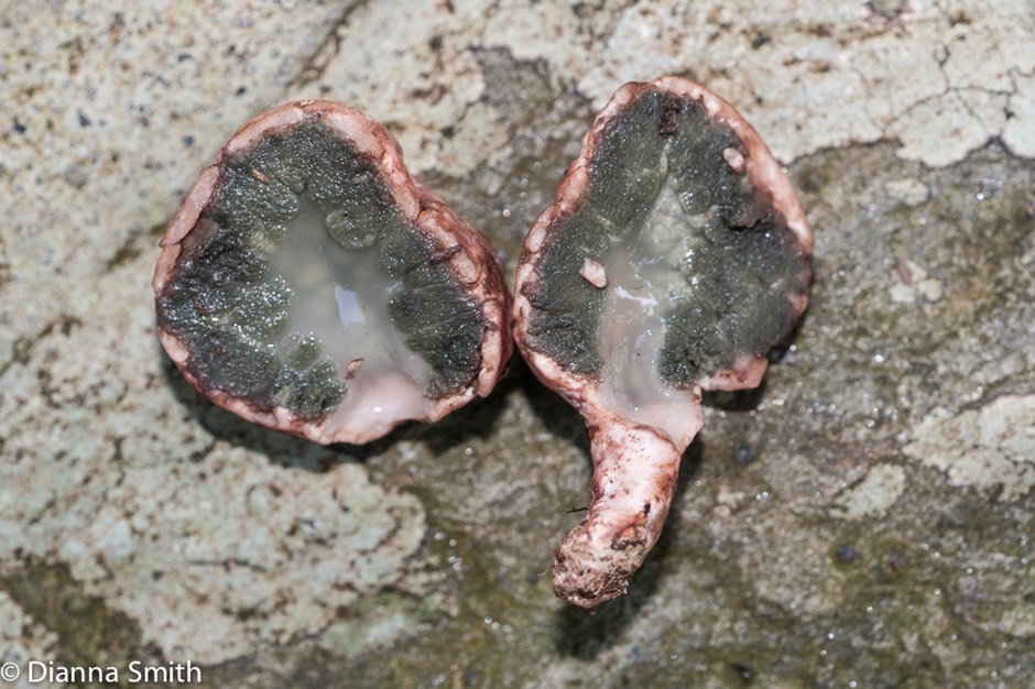 Phallogaster saccatus05132