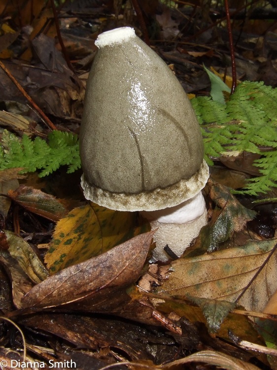 Phallus ravenelii6754