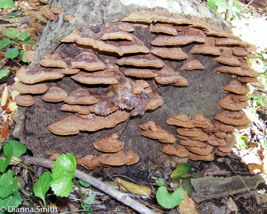 Phellinus gilvus01070061