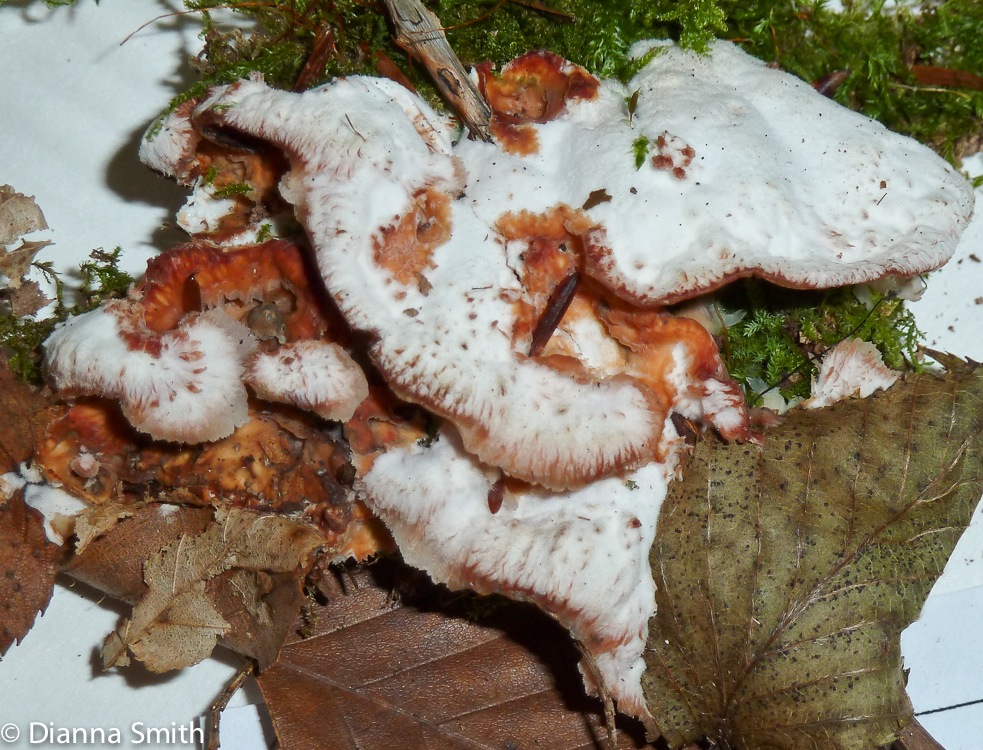 Phlebia incanata1020826