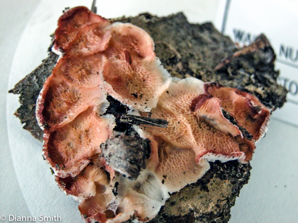 Phlebia incarnata mb7669