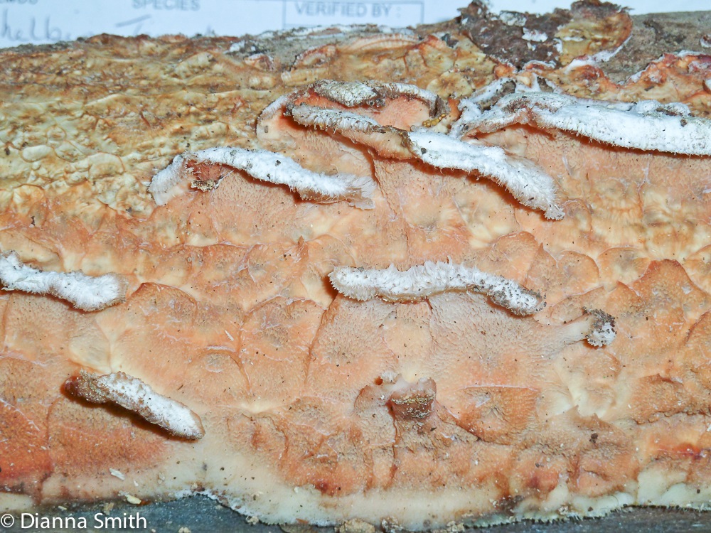 Merulius tremellosus (Phlebia tremellosa)1020881