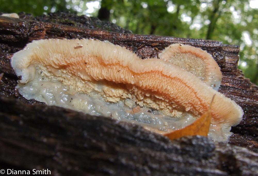 Phlebia tremellosa6757