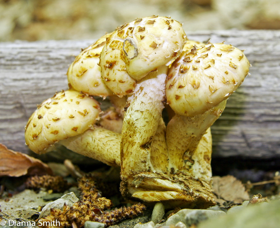 Pholiota aurivella2129