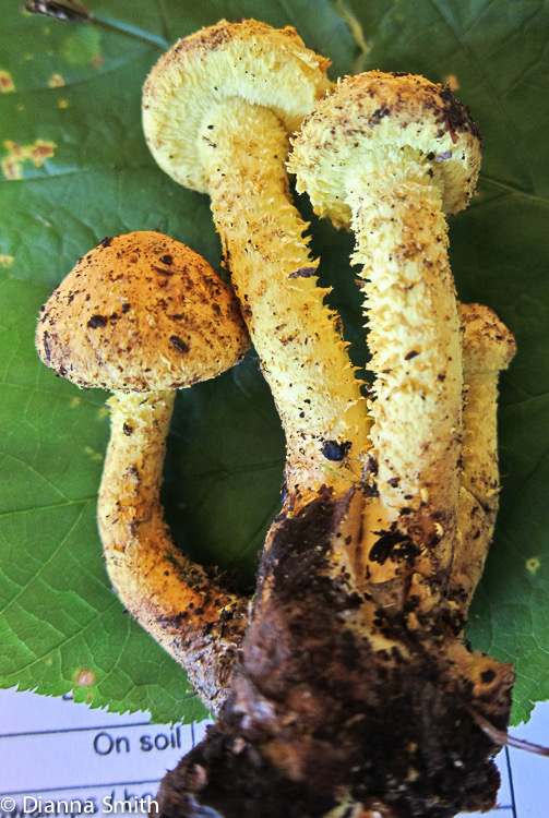 Pholiota flammens_2550