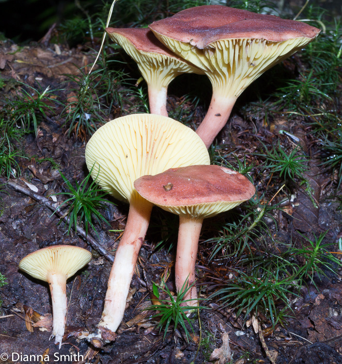 Phylloporus leucomycelinus01805