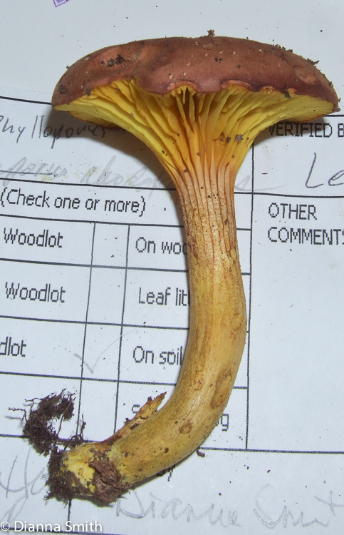 Phylloporus rhodoxanthus 2606