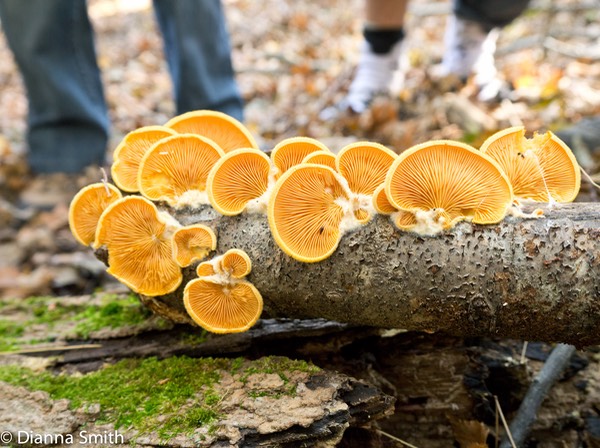 Phyllotopsis nidulans1000064