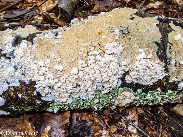 Physisporinus vitreus 0329