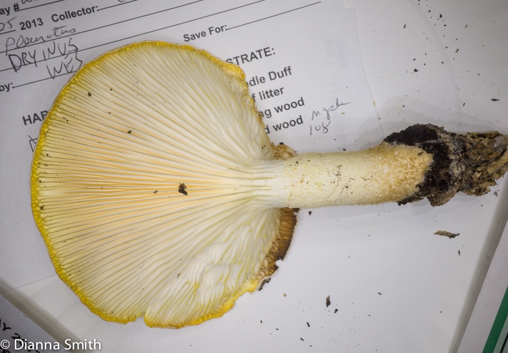 Pleurotus dryinus04038