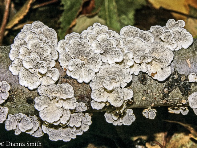 Plicaturopsis crispa4453
