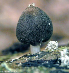 Pluteus atromarginatus? 4762