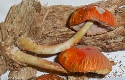 Pluteus aurantiorugosus1020807