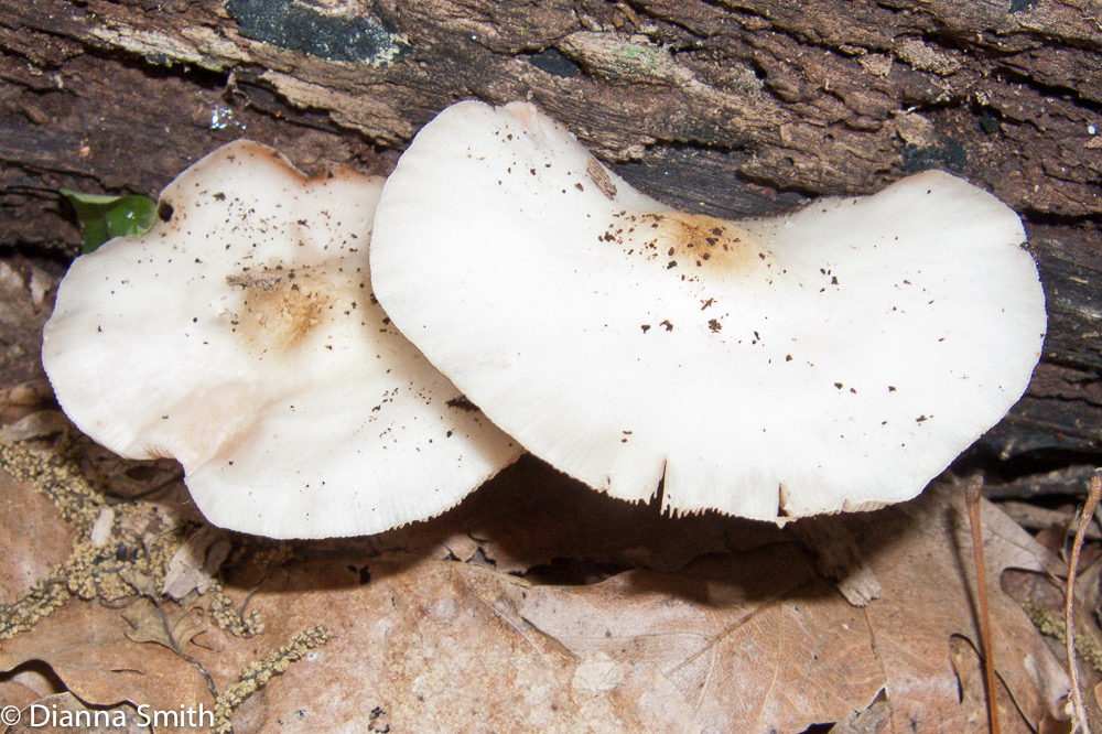 Pluteus cervinus var. alba 8463