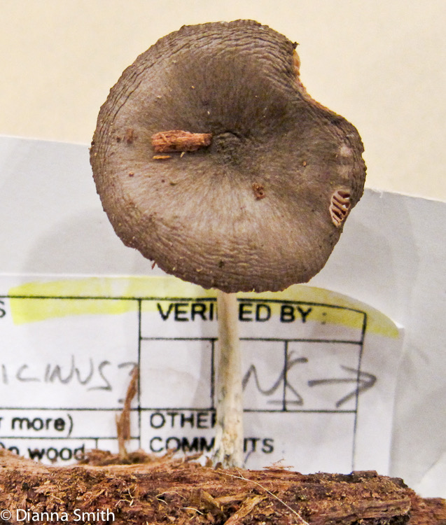 Pluteus salacinus_2049