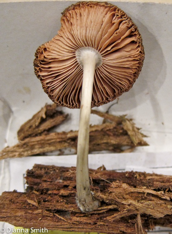 Pluteus salicinus 2050