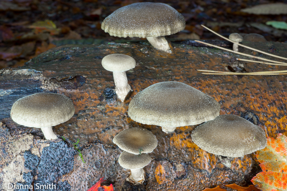 Polyporus brumalis03910