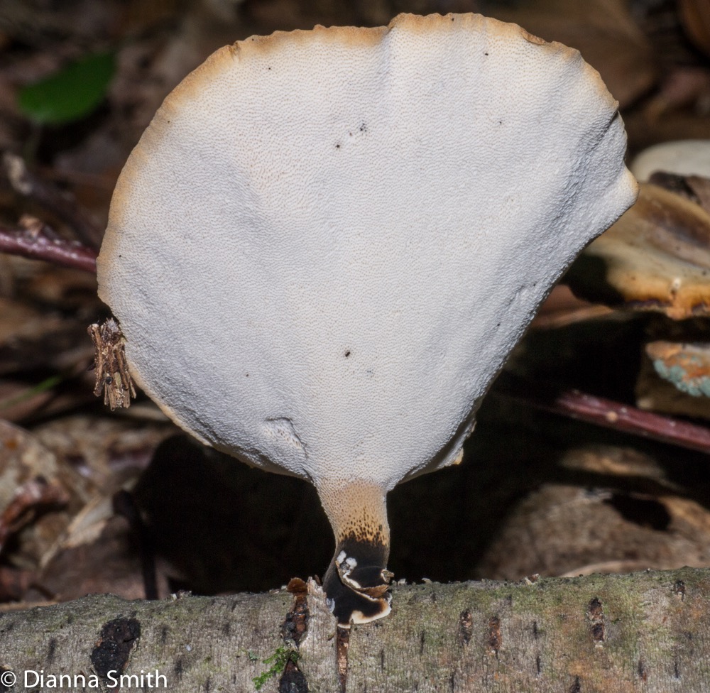 Polyporus leptocephalus (Polyporus elegans, varius) 1010020