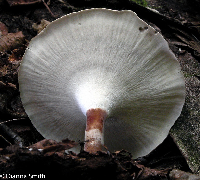 Polyporus melanopus 7771
