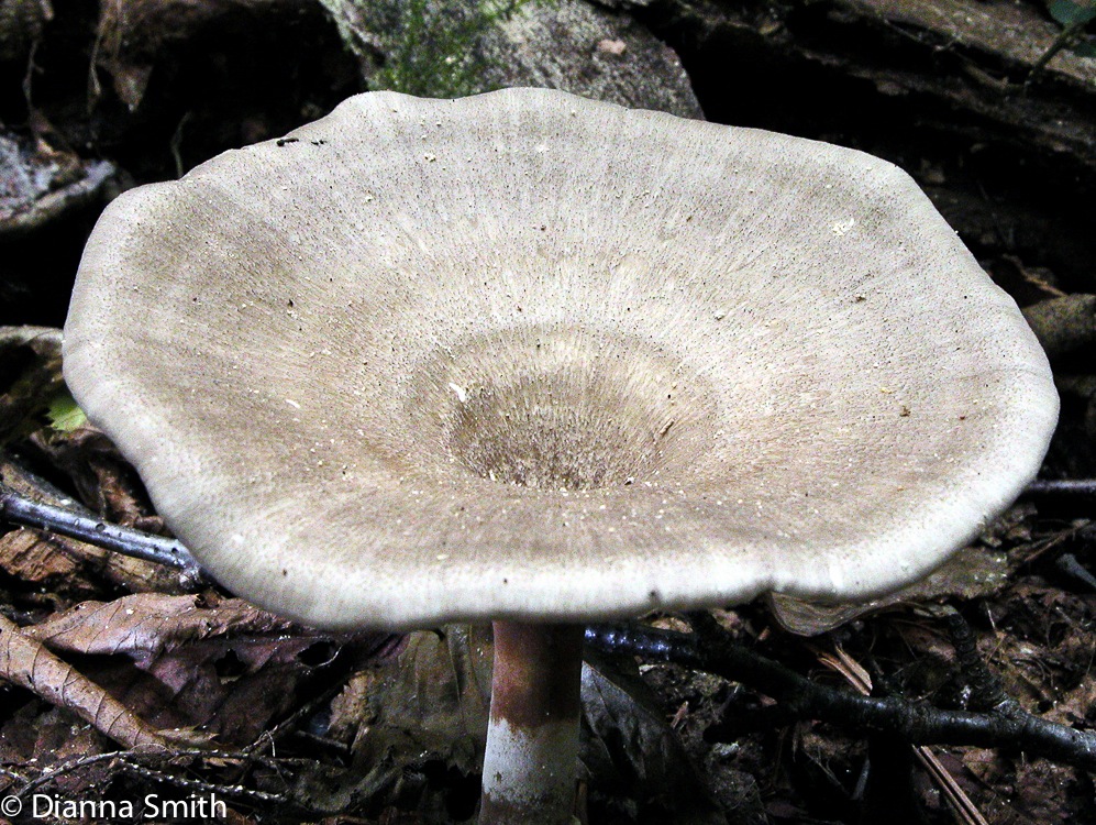 Polyporus melanopus7770