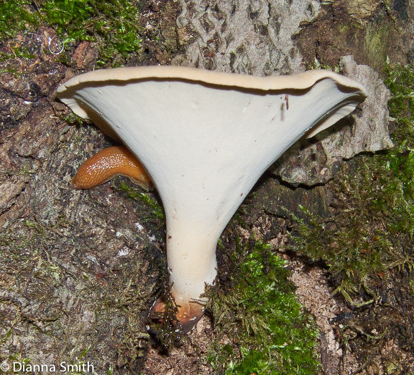 Polyporus radicatus8534