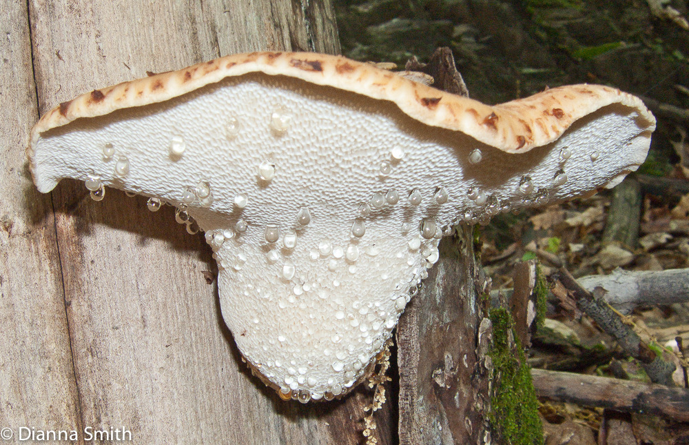 Polyporus squamosus1766