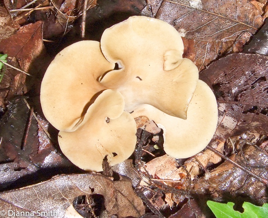 Polyporus varius (Polyporus elegans) 1410