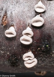 Porodisculus pendulus1020768