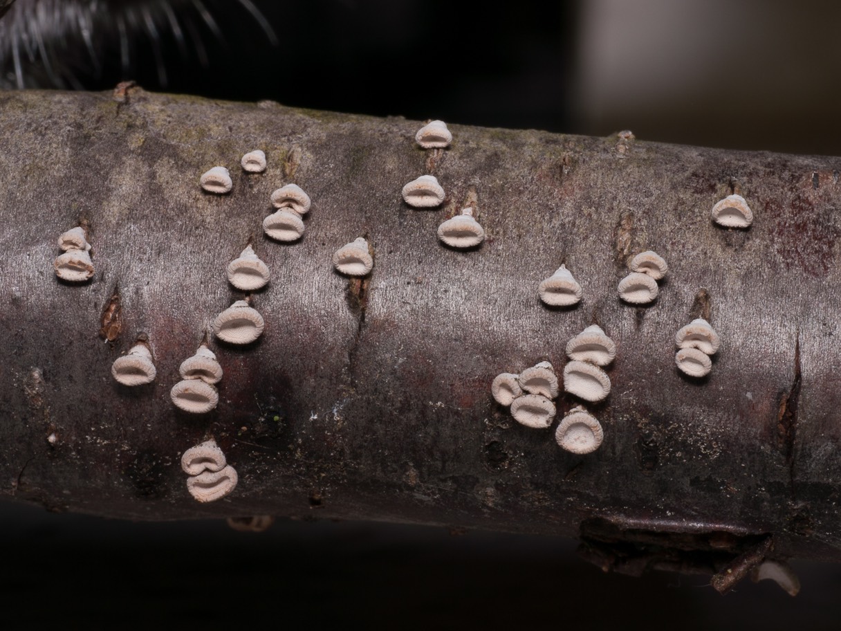 Porodisculus pendulus1020768