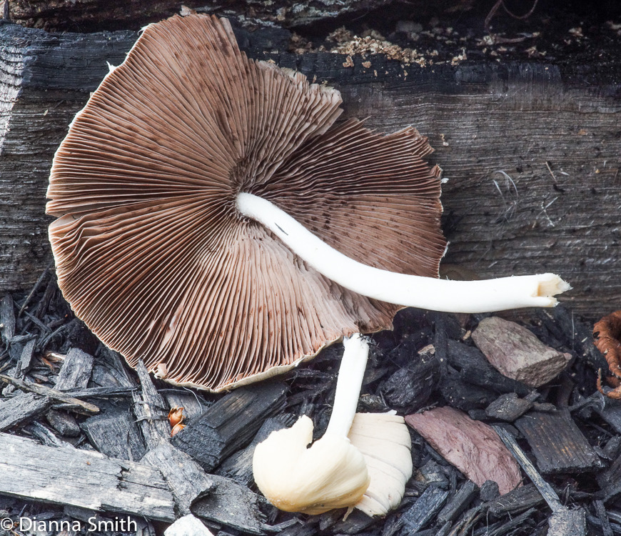 Psathyrella candolleana00203