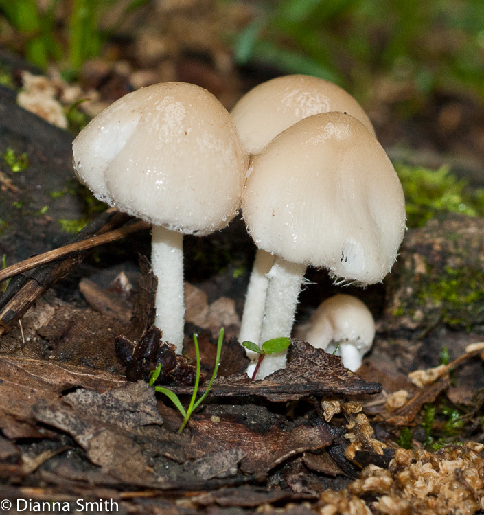 Psathyrella candolleana04663