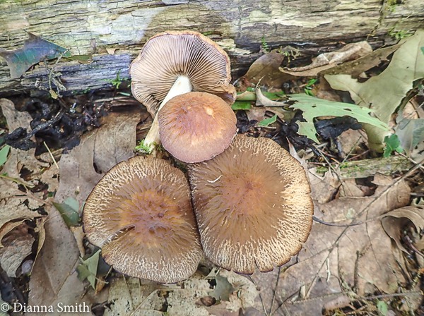 Psathyrella delineata or rugocephala 6270061