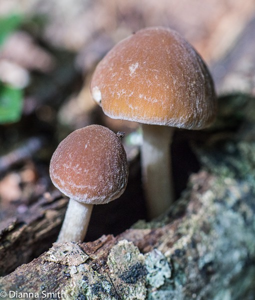 Psathyrella delineata00823