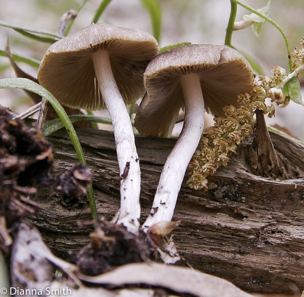 Psathyrella hydrophila1922