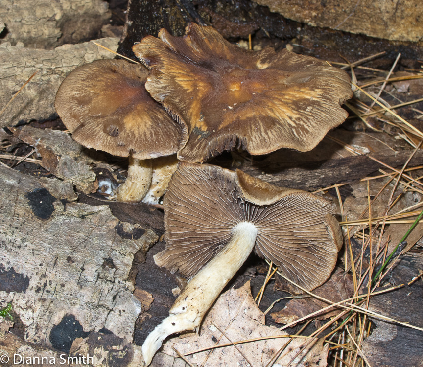 Psathyrella rugocephala or delineata1427