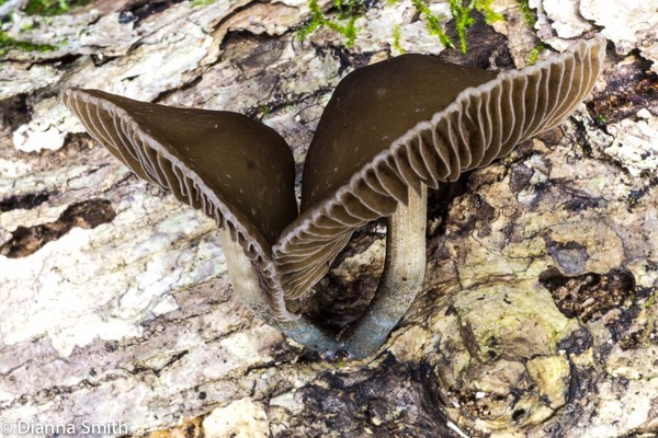 Psathyrella sp.03662