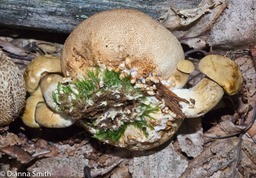 Pseudoboletus parasiticus03146
