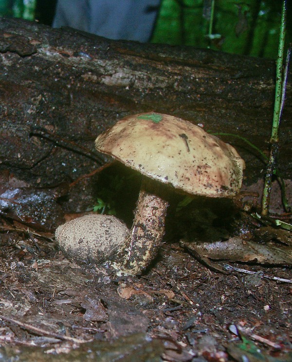 Pseudoboletus parasiticus1929