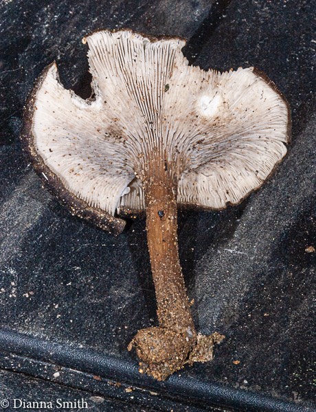 Pseudoclitocybe cyathiformis 6694