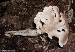 Pseudofistulina radicata 9916