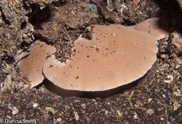 Pseudofistulina radicata 9913