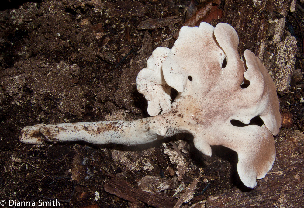 Pseudofistulina radicata 9913