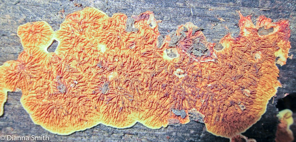 Pseudomerulius aureus 2260
