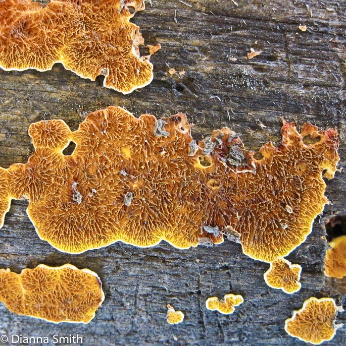 Pseudomerulius aureus 2262