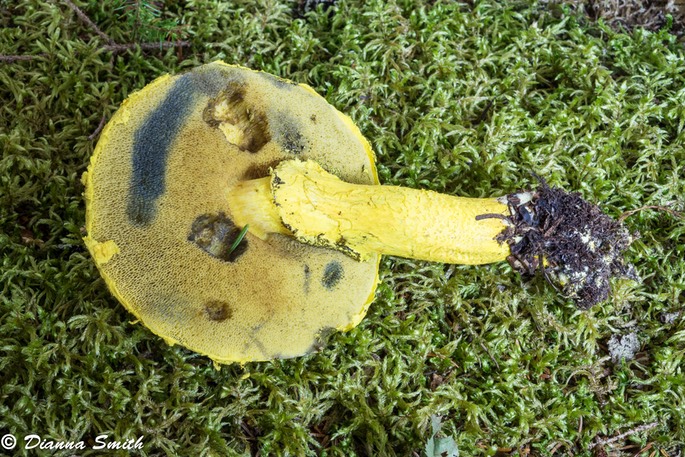 Pulveroboletus ravanelii01618