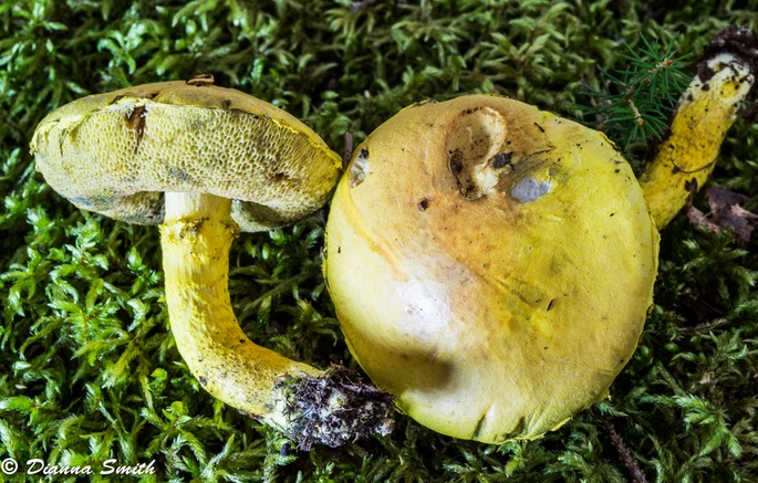Pulveroboletus ravanelii01609